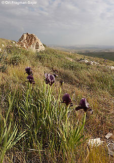 Judean Iris