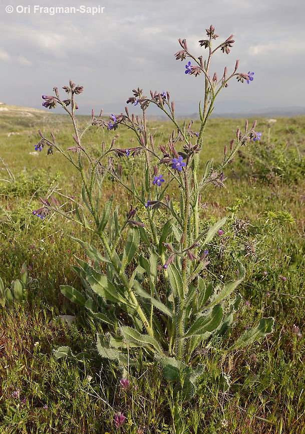 Anchusa strigosa  Anchusa strigosa,Geotagged,Spring