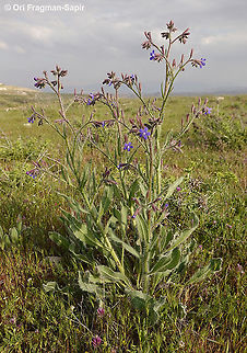 Anchusa strigosa Anchusa strigosa,Geotagged,Spring