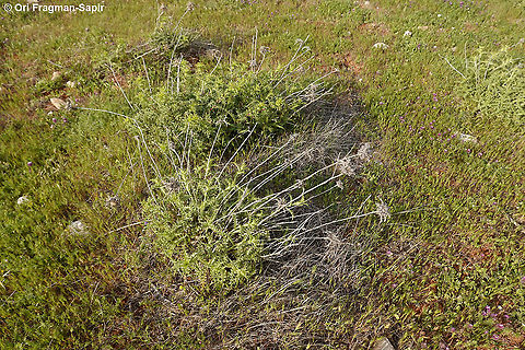 Carlina libanotica  Carlina libanotica,Geotagged,Spring