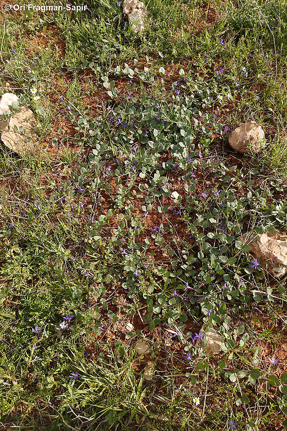 Vinca herbacea  Geotagged,Herbaceous periwinkle,Spring,Vinca herbacea