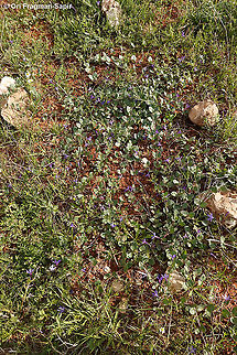 Vinca herbacea  Geotagged,Herbaceous periwinkle,Spring,Vinca herbacea