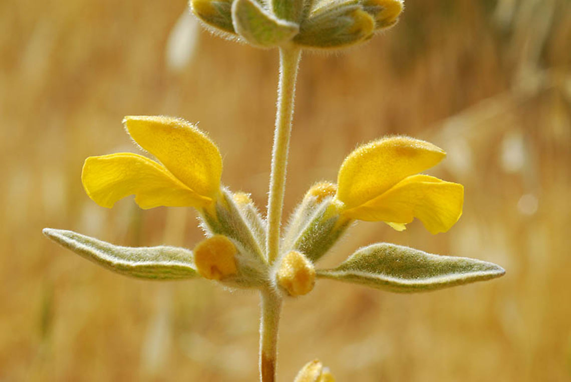Phlomis brachyodon S Israel, Pura nature reserve Geotagged,Israel,Phlomis brachyodon,Spring