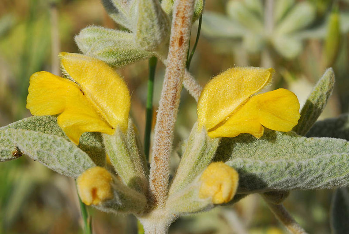 Phlomis brachyodon S Israel, Pura nature reserve Geotagged,Israel,Phlomis brachyodon,Spring