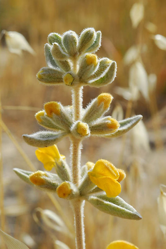 Phlomis brachyodon S Israel, Pura nature reserve Geotagged,Israel,Phlomis brachyodon,Spring