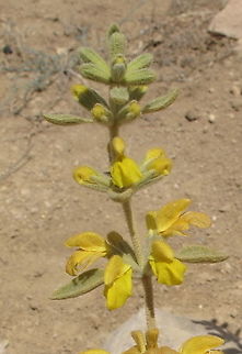 Phlomis brachyodon S Jordan, Dana Phlomis brachyodon