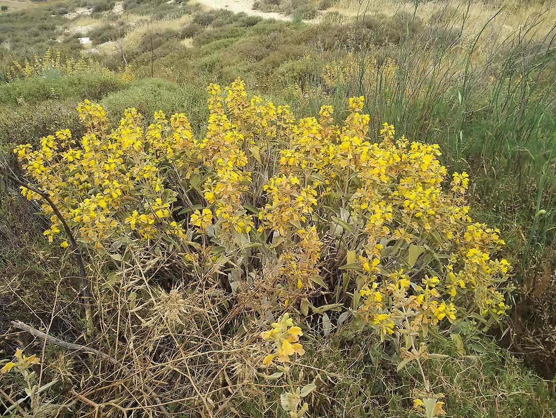 Phlomis brachyodon  Geotagged,Israel,Phlomis brachyodon,Spring