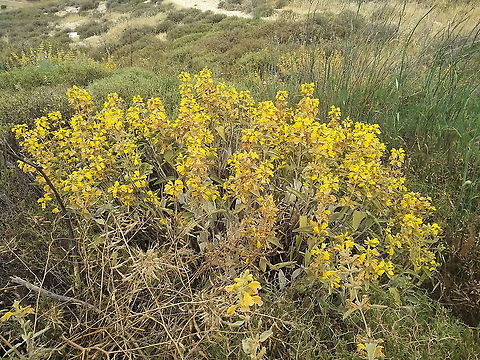 Phlomis brachyodon  Geotagged,Israel,Phlomis brachyodon,Spring