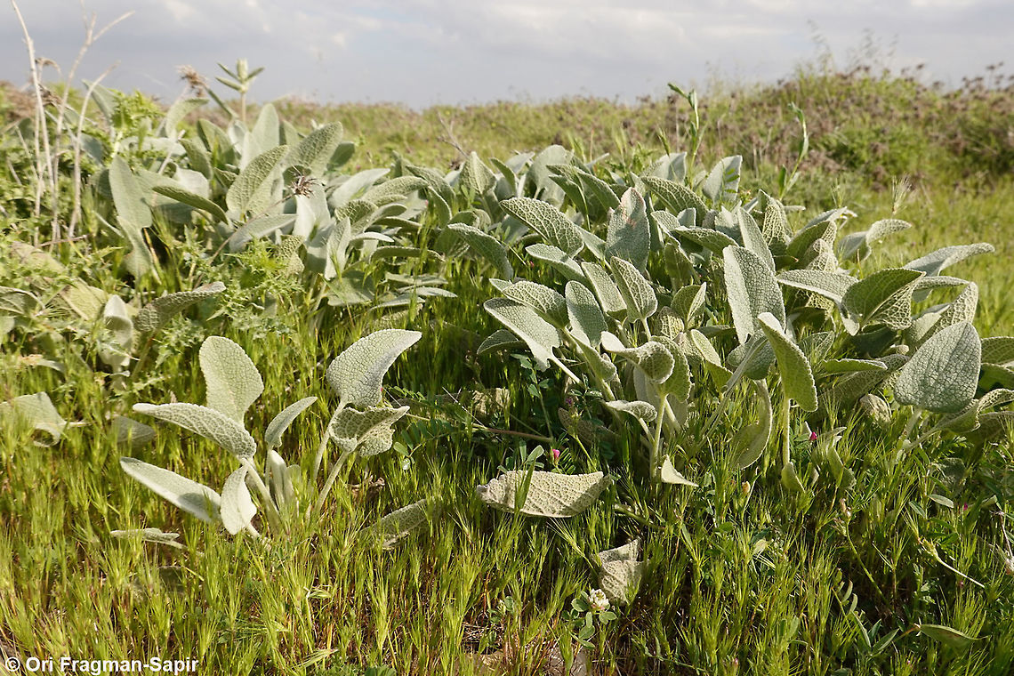 Phlomis brachyodon  Geotagged,Phlomis brachyodon,Spring