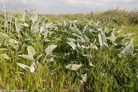 Phlomis brachyodon  Geotagged,Phlomis brachyodon,Spring