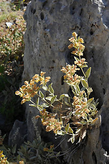 Phlomis brevilabris Mt Hermon, lower Ski lift station, 1650m Geotagged,Phlomis brevilabris,Summer