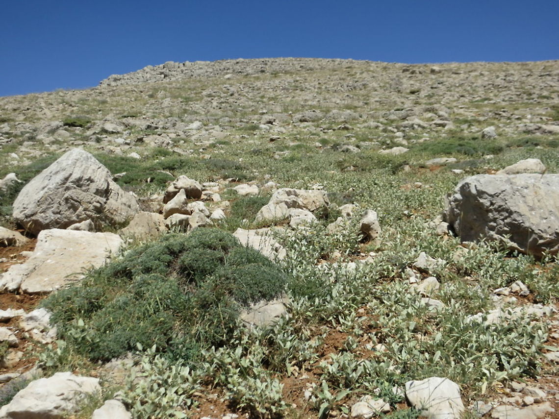Phlomis brevilabris Mt Hermon 2000m Geotagged,Phlomis brevilabris,Summer
