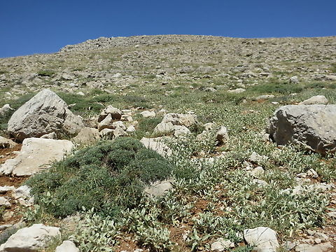 Phlomis brevilabris Mt Hermon 2000m Geotagged,Phlomis brevilabris,Summer