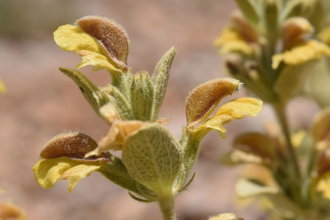 Phlomis brevilabris Mt Hermon 2050m Geotagged,Phlomis brevilabris,Summer