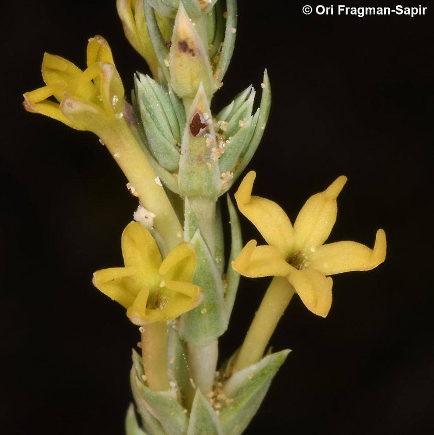 Crucianella maritima  Crucianella maritima,Geotagged,Israel,Spring