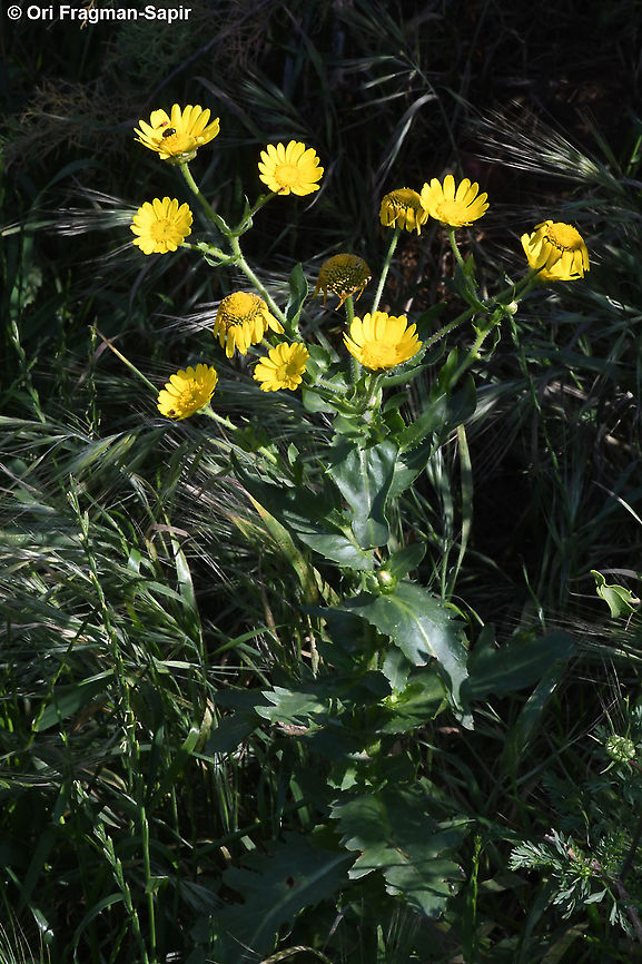 Heteranthemis viscidehirta  Geotagged,Heteranthemis viscidehirta,Israel,Oxeye,Spring