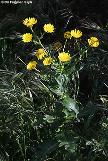 Heteranthemis viscidehirta  Geotagged,Heteranthemis viscidehirta,Israel,Oxeye,Spring