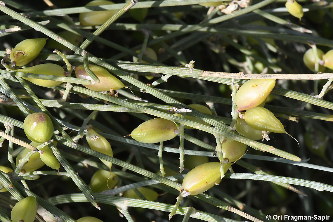 Retama raetam  Geotagged,Israel,Retama raetam,Spring