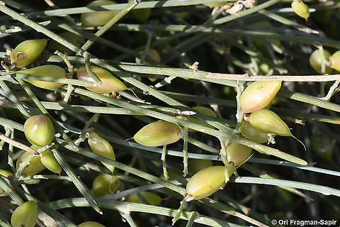 Retama raetam  Geotagged,Israel,Retama raetam,Spring