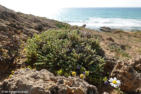 Crucianella maritima                                 Crucianella maritima,Geotagged,Israel,Spring