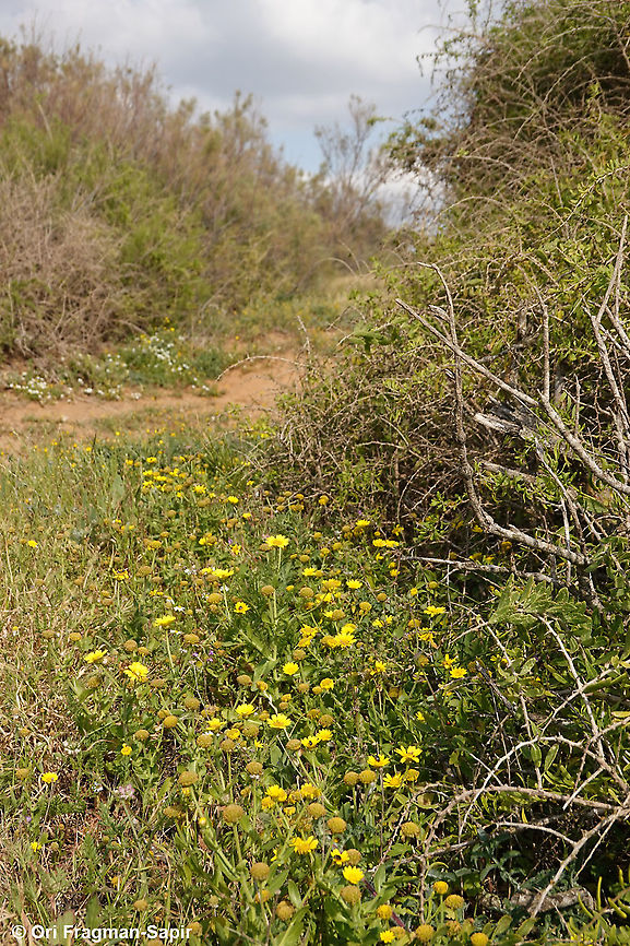 Heteranthemis viscidehirta  Geotagged,Heteranthemis viscidehirta,Israel,Oxeye,Spring