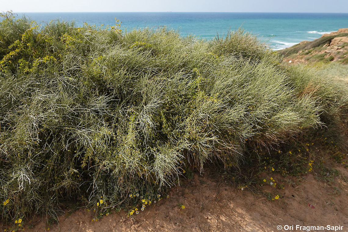 Retama raetam  Geotagged,Israel,Retama raetam,Spring