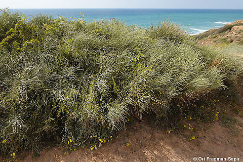 Retama raetam  Geotagged,Israel,Retama raetam,Spring