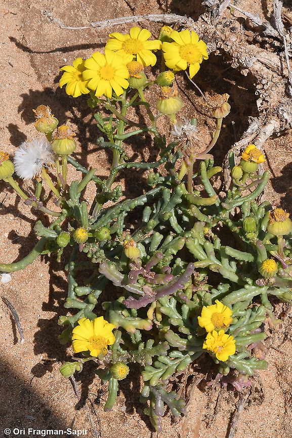 Senecio glaucus  Geotagged,Israel,Senecio glaucus,Spring