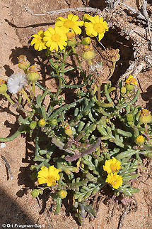 Senecio glaucus