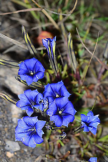 Gentiana veitchiorum China : Sichuan, path to Jiuzhaigou Park, 4500m. China,Gentiana veitchiorum,Geotagged,Summer