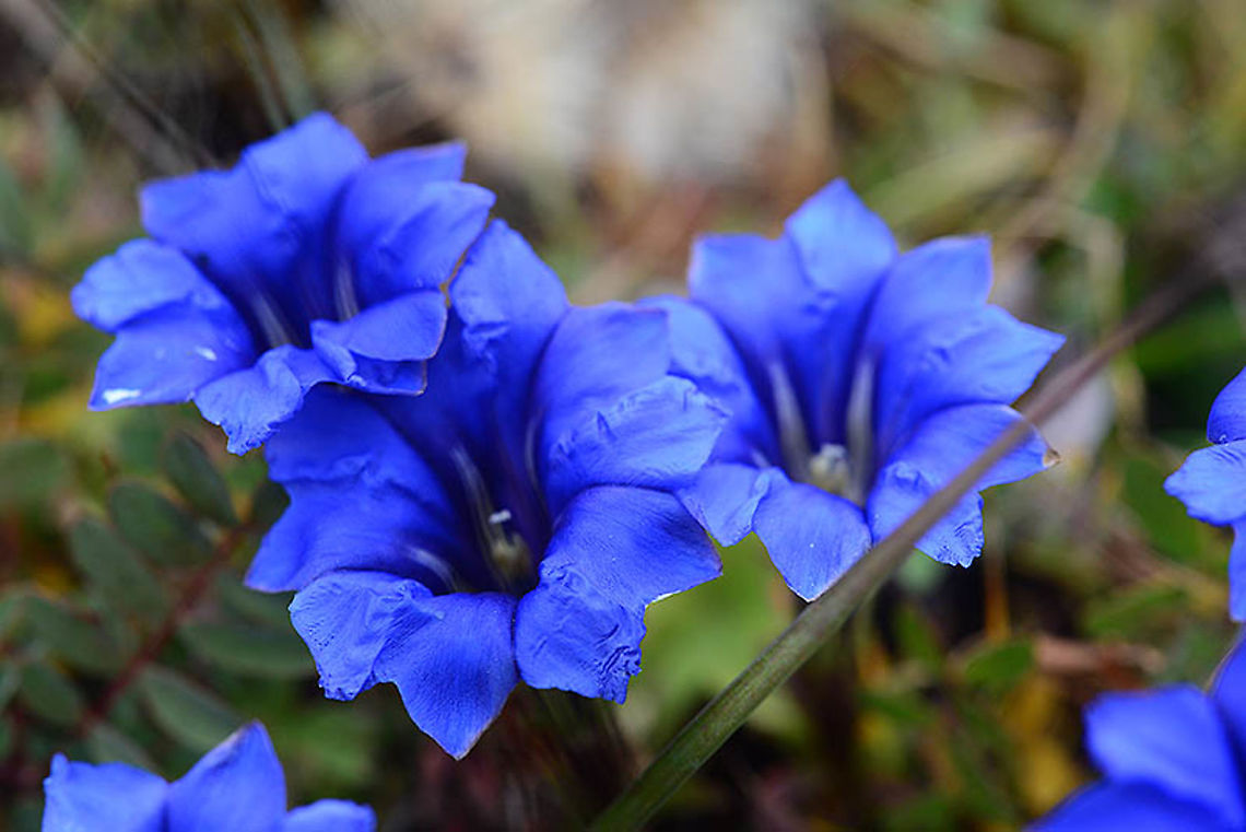 Gentiana veitchiorum China : Sichuan, path to Jiuzhaigou Park, 4500m. China,Gentiana veitchiorum,Geotagged,Summer