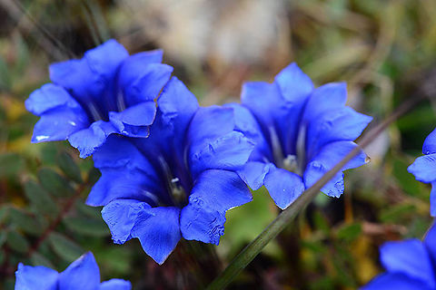 Gentiana veitchiorum China : Sichuan, path to Jiuzhaigou Park, 4500m. China,Gentiana veitchiorum,Geotagged,Summer