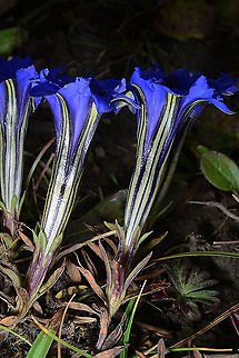 Gentiana veitchiorum China : Sichuan, path to Jiuzhaigou Park, 4500m. China,Gentiana veitchiorum,Geotagged,Summer