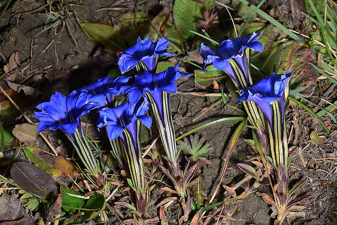 Gentiana veitchiorum China : Sichuan, path to Jiuzhaigou Park, 4500m. China,Gentiana veitchiorum,Geotagged,Summer
