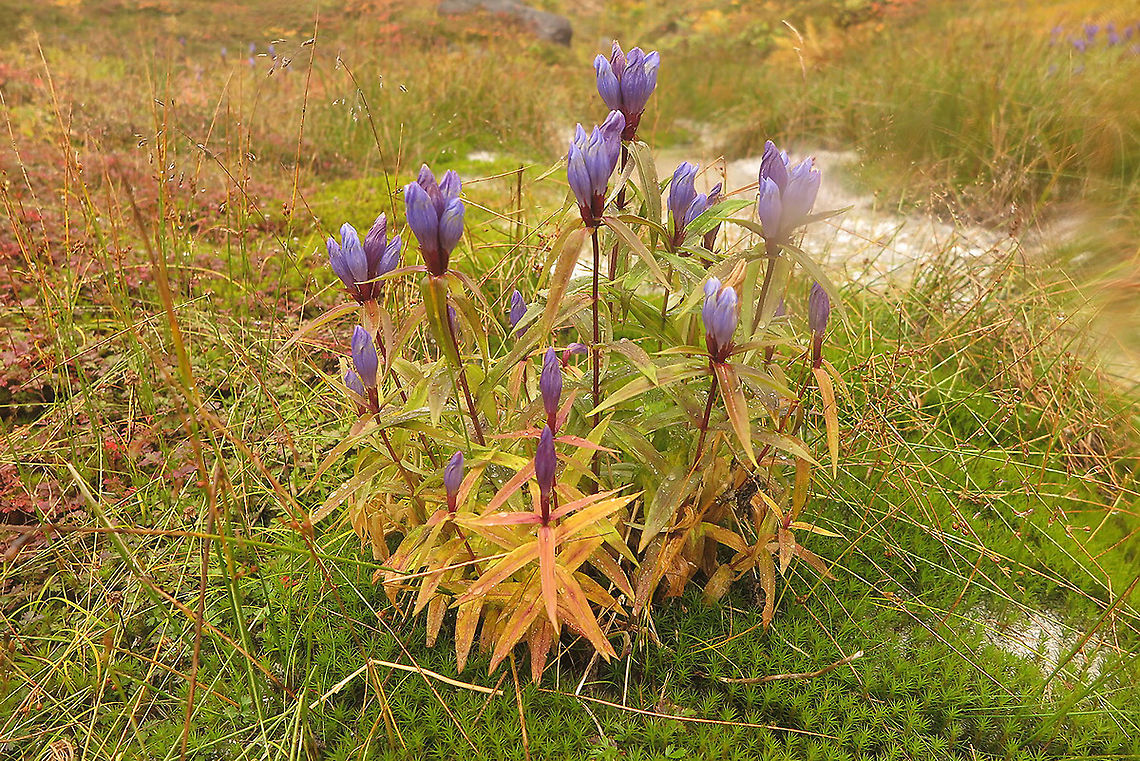 Gentiana triflora var. japonica Japan, Hokaido, Mt Asahidake Gentiana triflora,Geotagged,Japan,Summer