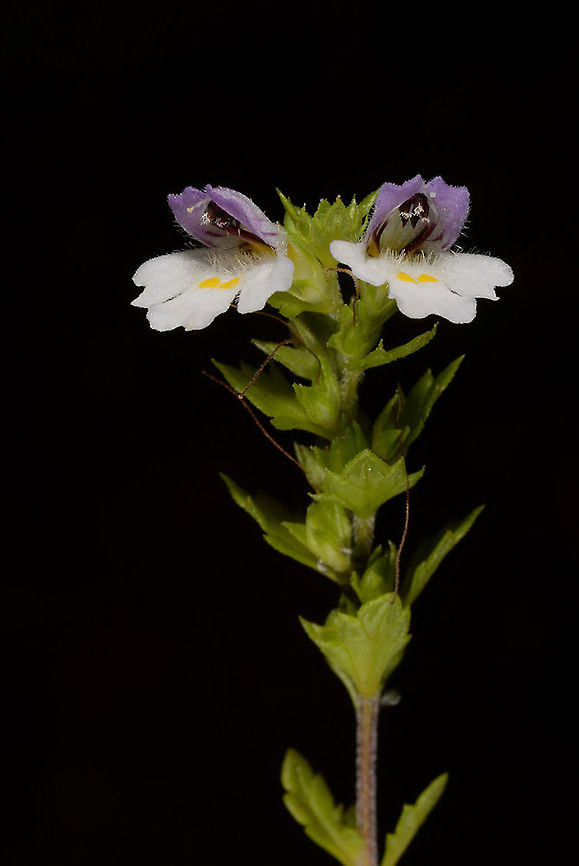 Euphrasia insignis Japanese Alps, Tateyama rout Euphrasia insignis,Fall,Geotagged,Japan
