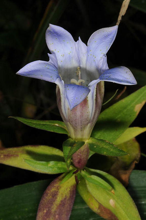 Gentiana scabra var. buergeri  Gentiana scabra