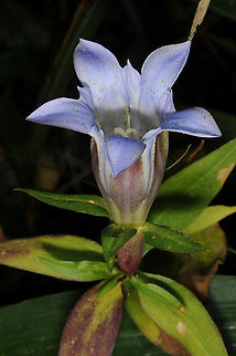 Gentiana scabra var. buergeri  Gentiana scabra