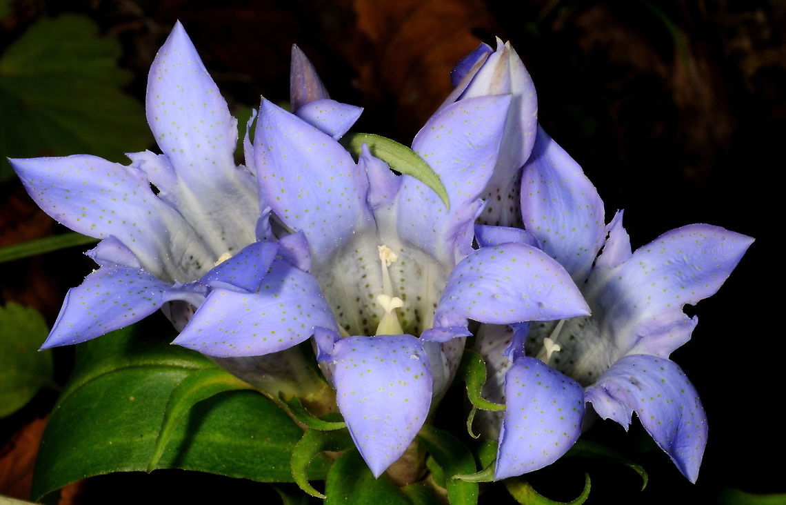 Gentiana scabra var. buergeri  Gentiana scabra