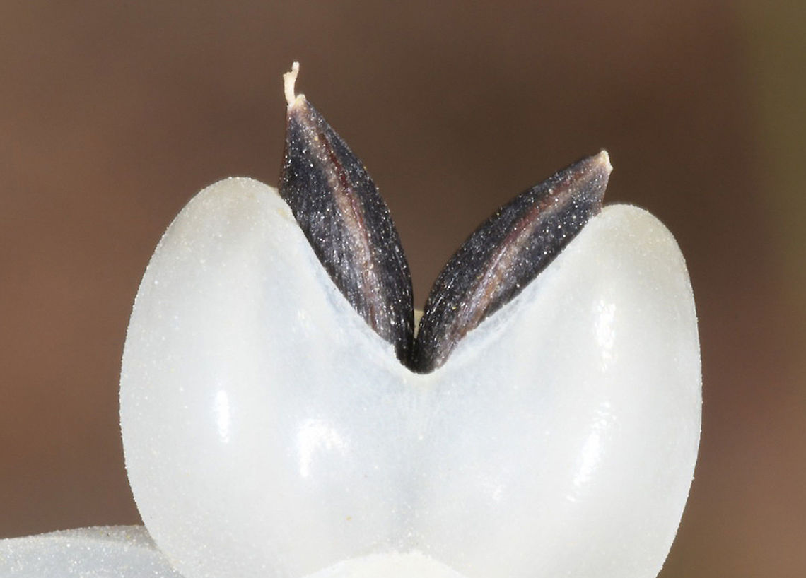 Ephedra foliata  Ephedra foliata,Geotagged,Israel,Spring