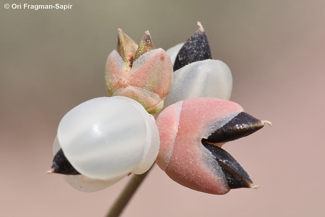 Ephedra foliata  Ephedra foliata,Geotagged,Israel,Spring