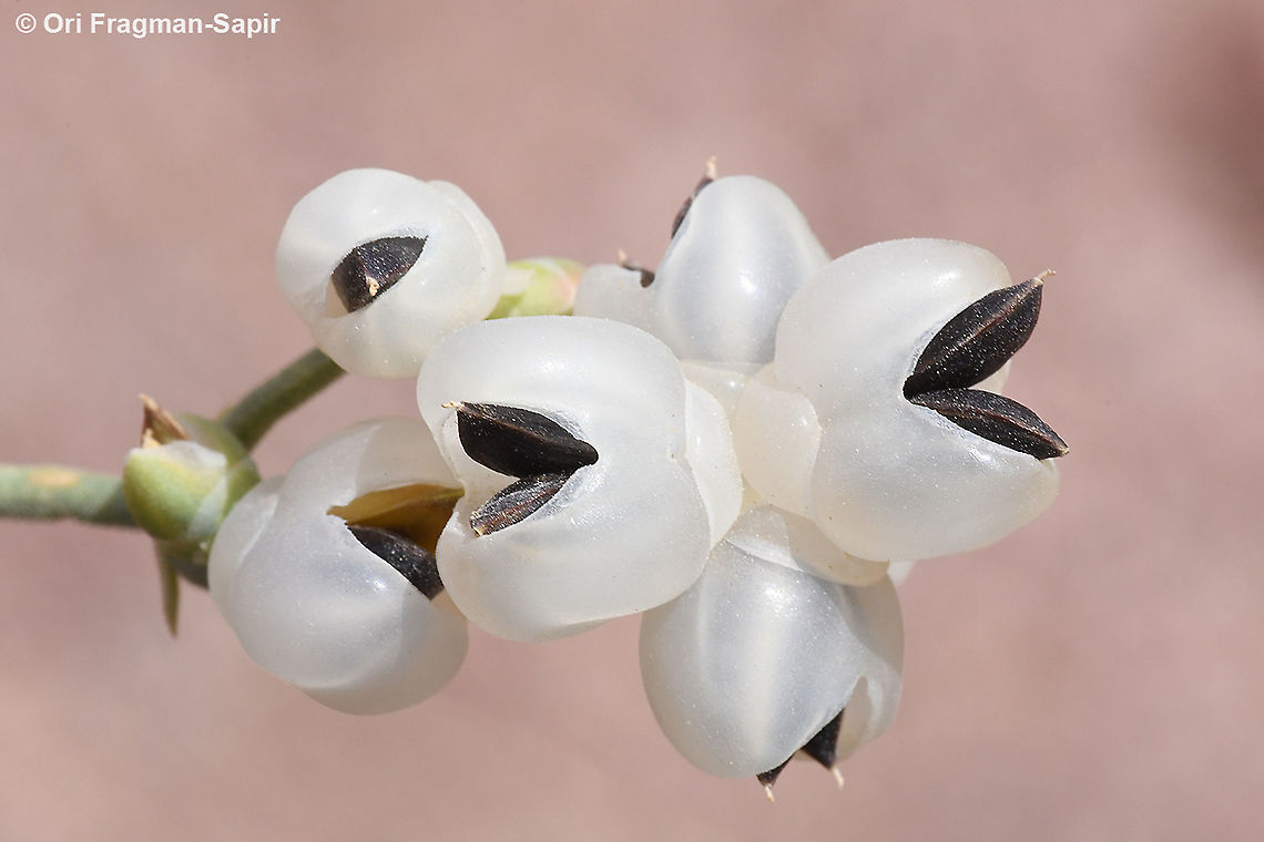 Ephedra foliata  Ephedra foliata,Geotagged,Israel,Spring
