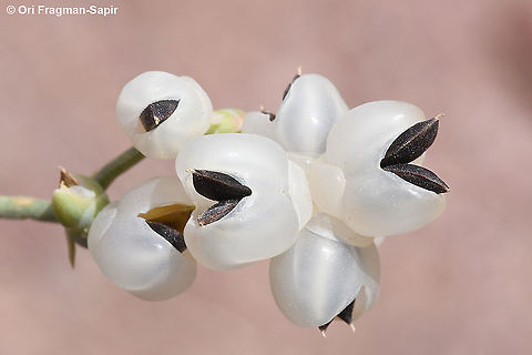 Ephedra foliata  Ephedra foliata,Geotagged,Israel,Spring