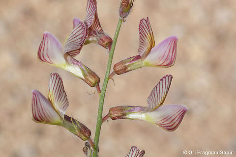 Onobrychis ptolemaica  Geotagged,Israel,Onobrychis ptolemaica,Spring