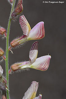 Onobrychis ptolemaica  Geotagged,Israel,Onobrychis ptolemaica,Spring
