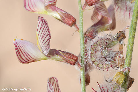 Onobrychis ptolemaica  Geotagged,Israel,Onobrychis ptolemaica,Spring