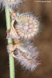 Onobrychis ptolemaica  Geotagged,Israel,Onobrychis ptolemaica,Spring