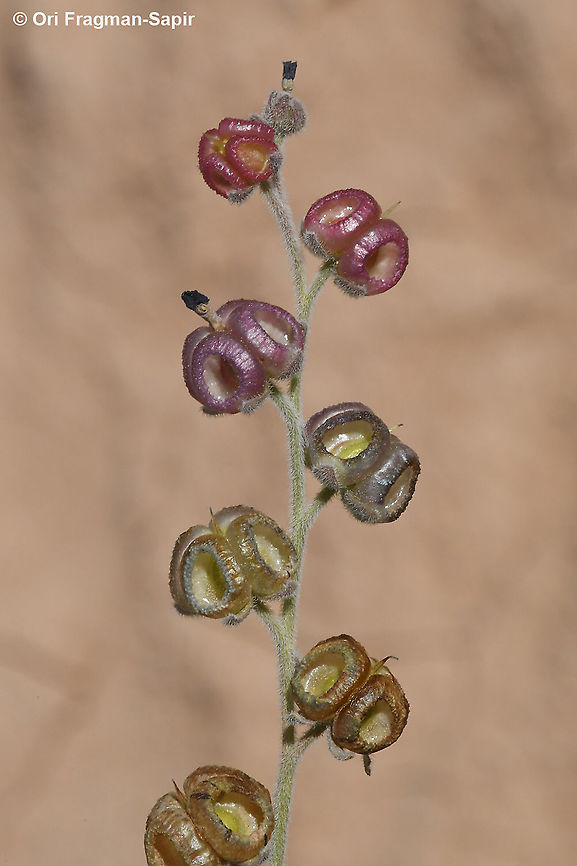 Paracaryum rugulosum  Geotagged,Israel,Paracaryum rugulosum,Spring