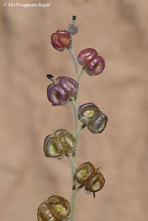 Paracaryum rugulosum  Geotagged,Israel,Paracaryum rugulosum,Spring