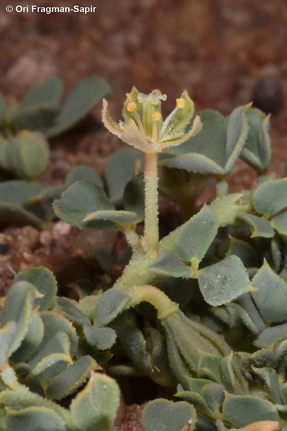 Seetzenia orientalis  Geotagged,Israel,Seetzenia lanata,Seetzenia orientalis,Spring